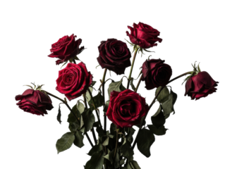 Dramatic dark roses, aged velvet petals, gnarled stems, wild arrangement, white studio background, moody chiaroscuro, concept of melancholic vintage beauty
