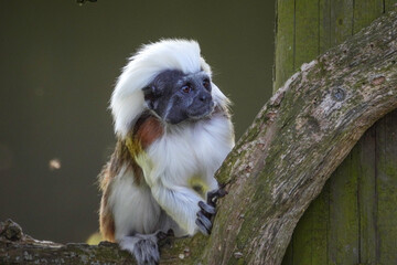 Cotton Top Tarmarin sat on a tree branch