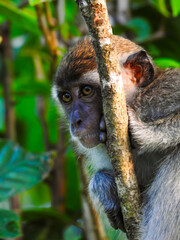 Juvenile Long-tailed Macaque Looking