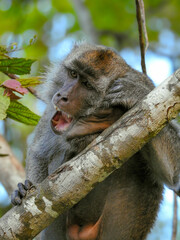 Male Crab-eating Macaque Yawning