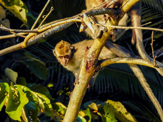 Baby Long-tailed Macaque on Branch