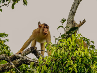 Fototapeta premium Southern Pig-tailed Macaque in Tree