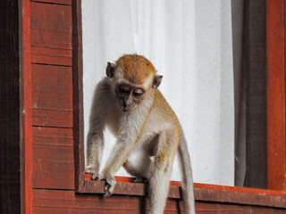 Young Crab-eating Macaque Balancing on Window Sill