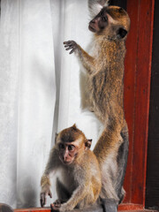 Two Juvenile Long-tailed Macaques Investigating Window