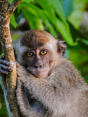 Young Long-tailed Macaque Looking at Camera