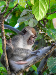 Juvenile Long-tailed Macaque Grooming Itself