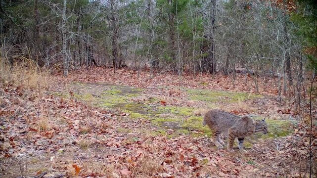 Small bobcat in the woods, sniffing and looking around in light snowfall on a blustery winter day