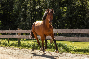 Fototapeta premium Bay Standardbred trotter gelding galloping energetically on riding arena