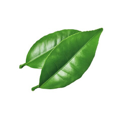 Two vibrant green citrus leaves isolated on a clean transparent background, showcasing their natural texture and shape, perfect for design elements and nature themes