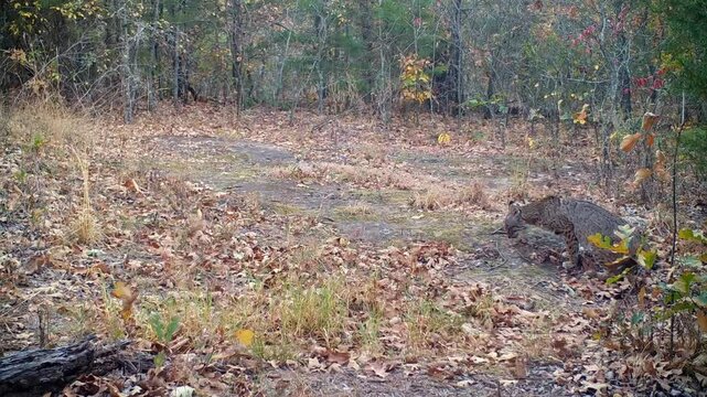 Small bobcat on a late fall day, scratching the ground and urinating to mark her territory