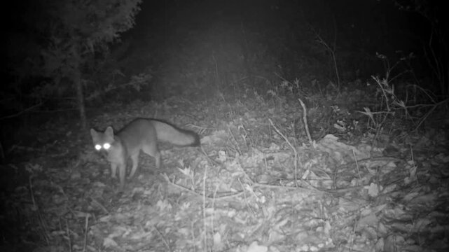 Gray fox walking and sniffing around in the woods at night