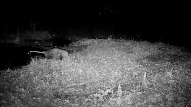 A north American opossum walking at night near a small creek, stopping to groom itself