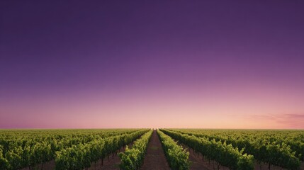 Lush vineyard rows stretch towards stunning twilight sky with vi
