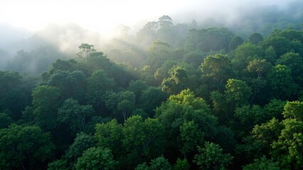 The secret forest realm in a quiet morning