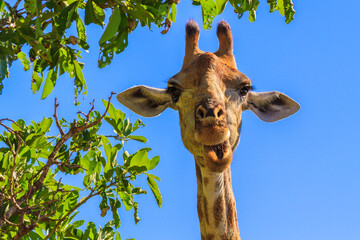 Giraffe in Kruger park, South Africa © Leos