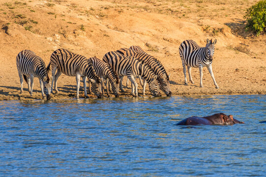 Thirsty zebras and bathing hippos at waterhole in Kruger park, 