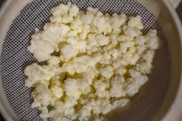 Kefir grains originate from the Caucasus Mountains. Natural probiotic composed of yeast and fermenting bacteria