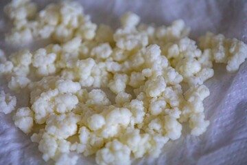 Kefir grains originate from the Caucasus Mountains. Natural probiotic composed of yeast and fermenting bacteria