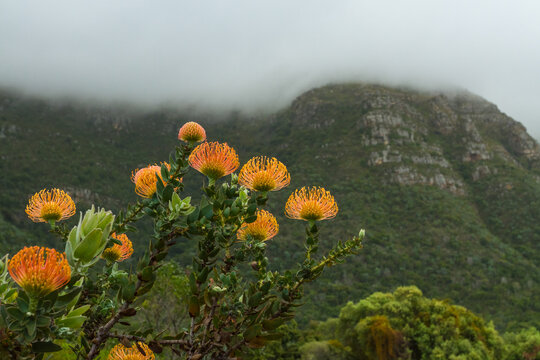 Prothea in blossom in Cape Town, South Africa