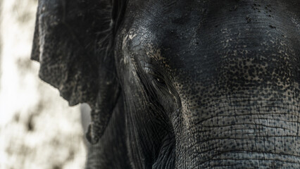 Fototapeta premium Indonesian elephant portrait close up photo