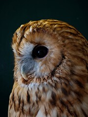 Close-up portrait of a red owl with expressive eyes.