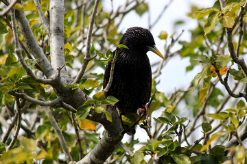 Australian Common Starling (Sturnus vulgaris) perched on a branch