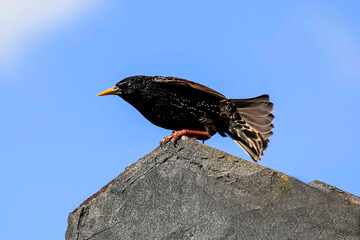 Australian Common Starling (Sturnus vulgaris) perches on a rooftop