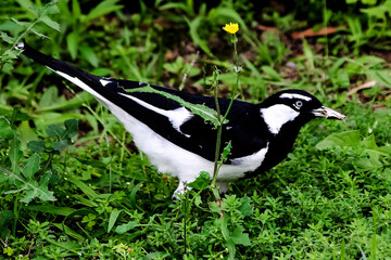 Australian Magpie-lark (Grallina cyanoleuca) holding plant material