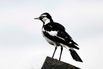 Australian Magpie-lark (Grallina cyanoleuca) perched on a rooftop