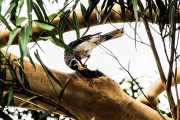 Australian Noisy Miner (Manorina melanocephala) nesting in a tree hollow