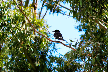 Australian Pied Currawong (Strepera graculina) perched on a branch