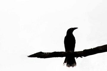 Australian Pied Currawong (Strepera graculina) perched on a thick branch