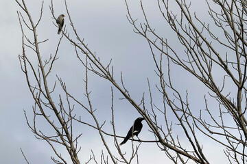 Australian Pied Currawong (Strepera graculina) and a Noisy Miner