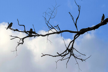 Birds perch on bare branches against a bright blue sky
