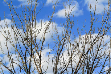 Birds perched on bare branches against a clear sky