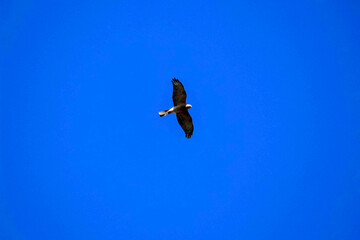 Black Kite (Milvus migrans) in flight