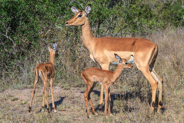 Naklejka premium Impala with twins calves in Kruger national park