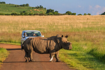 Fototapeta premium White rhino with horns cut, South Africa