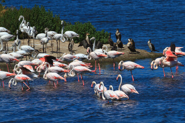 Naklejka premium Flamingoes in Cape Town, South Africa