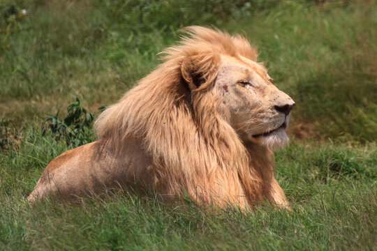 White lions