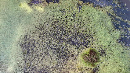 Aerial view of a serene pond covered in green algae and aquatic plants, featuring a small island at...