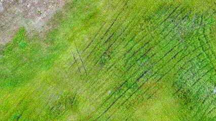 Aerial view of vibrant green grass field marked with dark tire tracks, showcasing the beauty of nature against human activity in a rural landscape.
