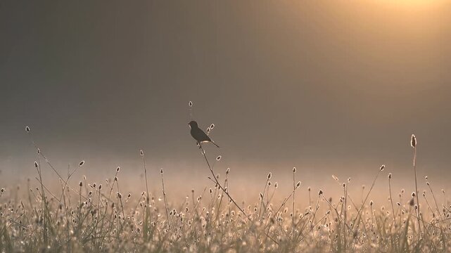 Majestic Arabian Raffia Basking in Tranquil Sunrise Perch, Perfect for Serene Projects and Branding Initiatives.