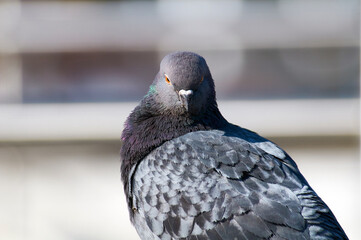 A serious pigeon looks at its prey.