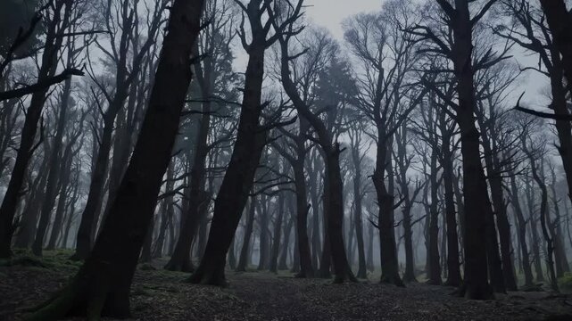 Eerie forest video with a low-angle shot, capturing towering, leafless trees under a misty sky, creating a mysterious, atmospheric scene. Live desktop wallpaper.