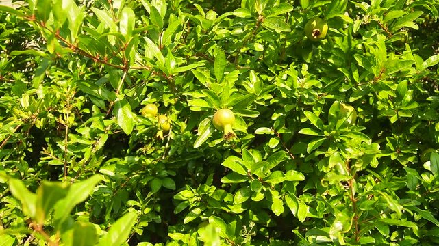 Pomegranate Punica granatum is fruit-bearing, deciduous shrub in Lythraceae, subfamily Punicoideae. Multiple spiny branches. Punica granatum is grown for vegetable crop, as ornamental trees and shrubs