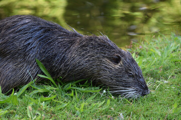 Nutria an Ufer bei der Nahrungsaufnahme