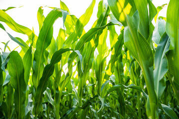 Close-up of fresh green corn leaves in summer field with sunlight