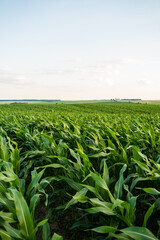 Fototapeta premium Green corn field under blue summer sky in rural farmland landscape