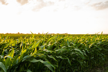Cornfield at sunset with green corn plants and warm summer evening sky